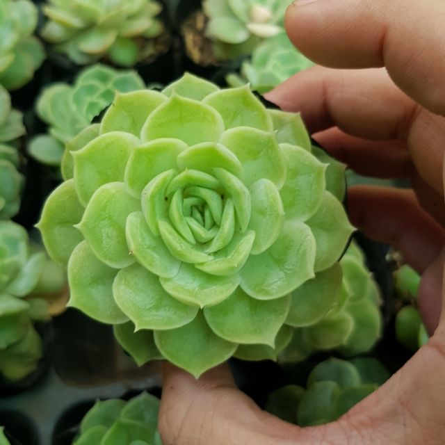 sen đá Ngọc bích giống mới