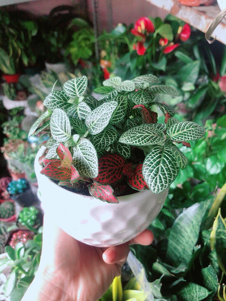 Chậu Cây Cẩm Nhung (lá may mắn)