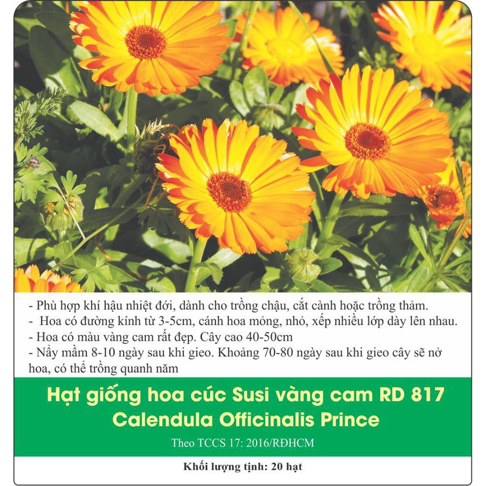 Hạt giống hoa cúc susi vàng cam 20 hạt
