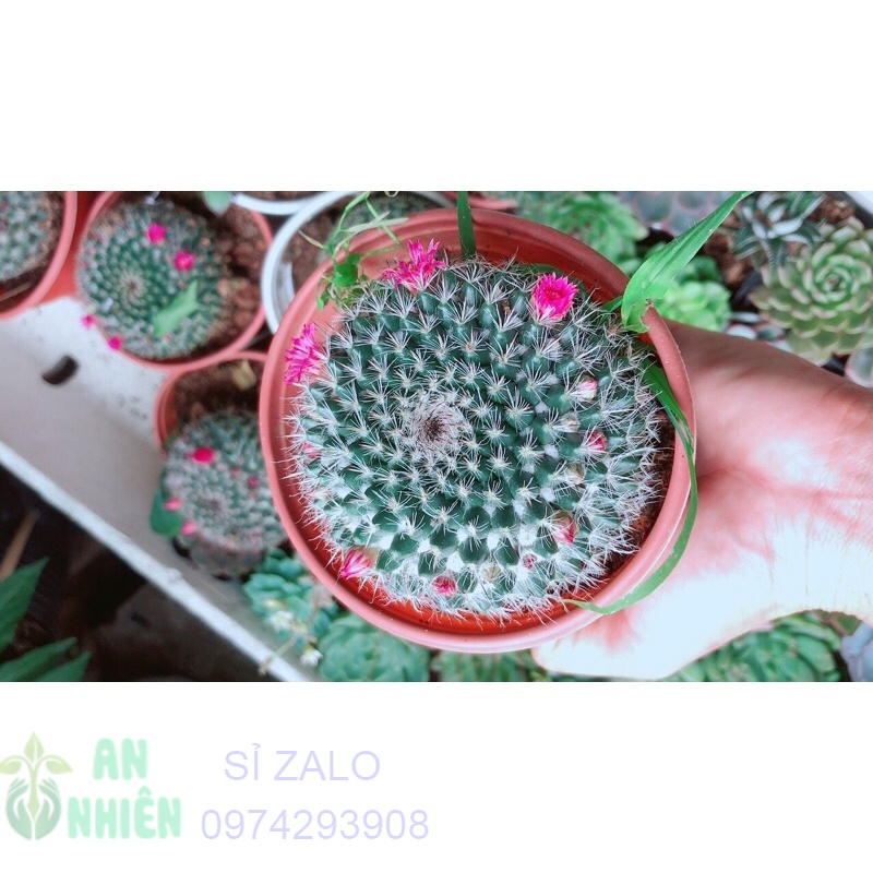 Xương rồng bánh sinh nhật có hoa