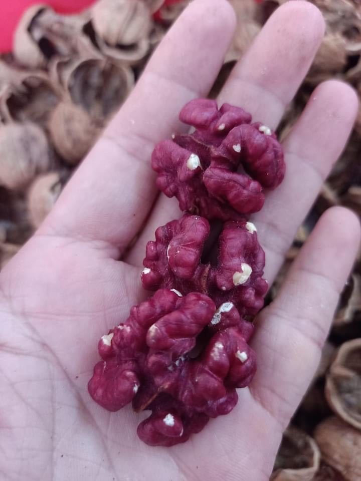 Hạt Óc Chó Nhân Đỏ-RED WALNUT KERNEL The Nuts Valley