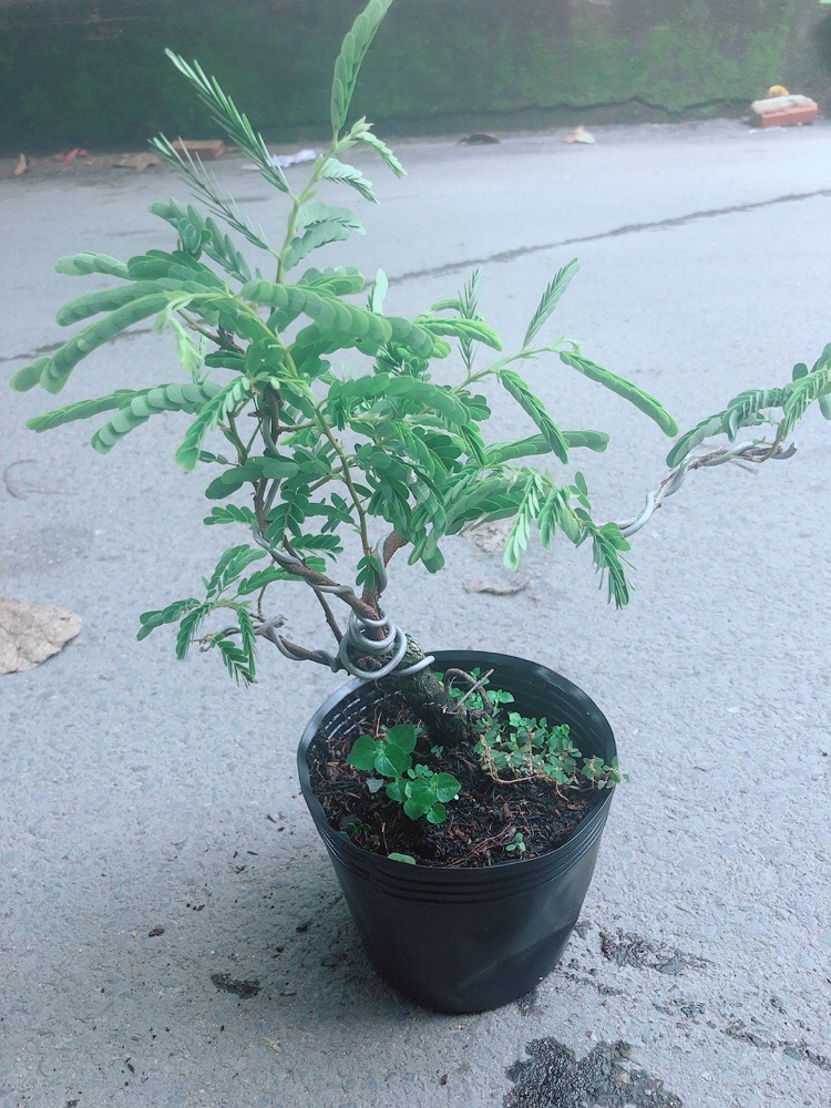 [HCM]Cây Me Bonsai
