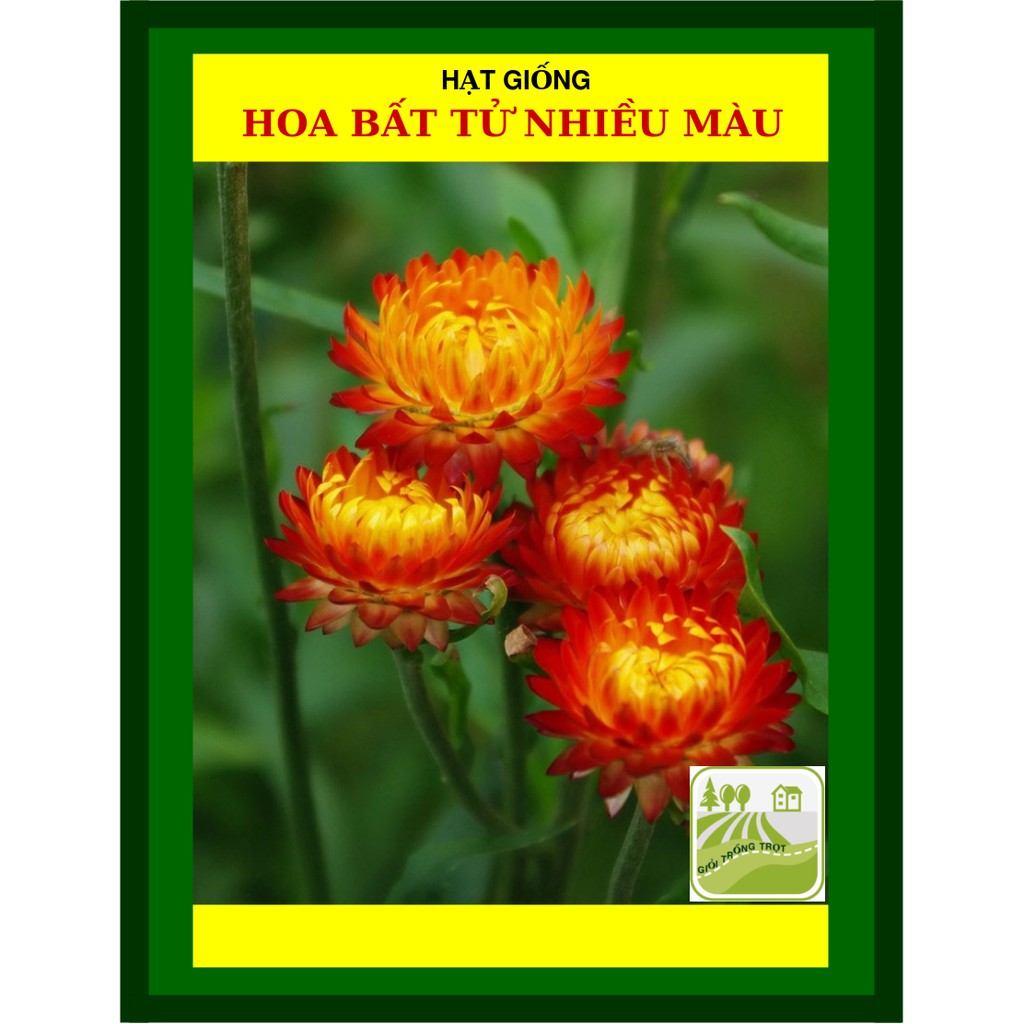Hạt Giống Hoa Bất Tử Nhiều Màu 20 Hạt