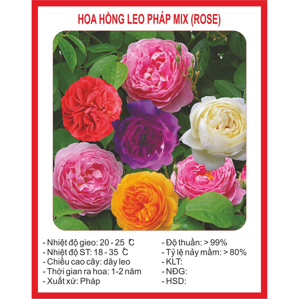 Hạt Giống Hoa Hồng Leo Mix 40 Hạt
