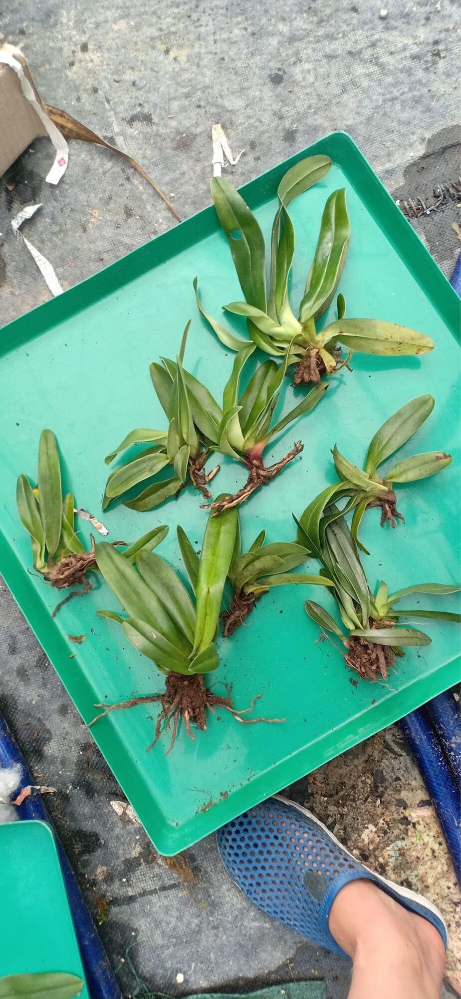 Hoa Lan đột biến hài hằng(1 cây) qq
