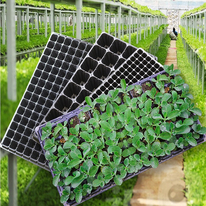 Khay Nhựa Ươm Hạt 72 Lỗ [COMBO 2 KHAY]