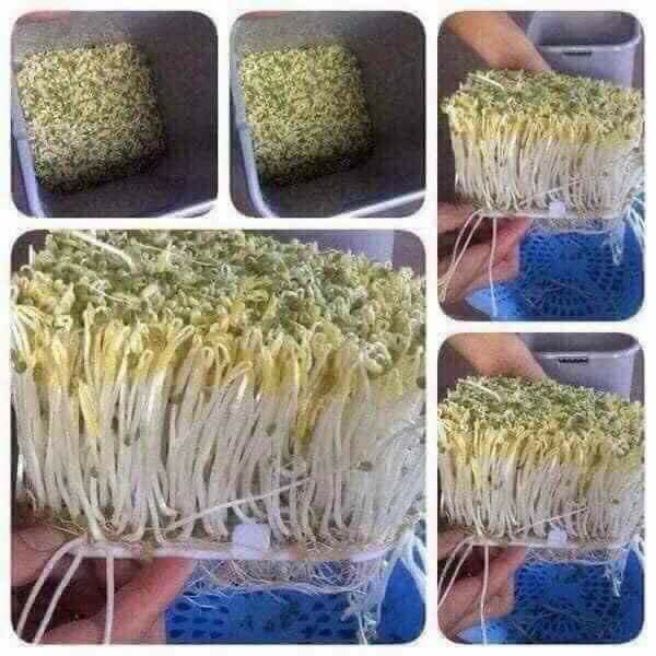 [HCM]Máy làm giá đỗ sạch đa năng