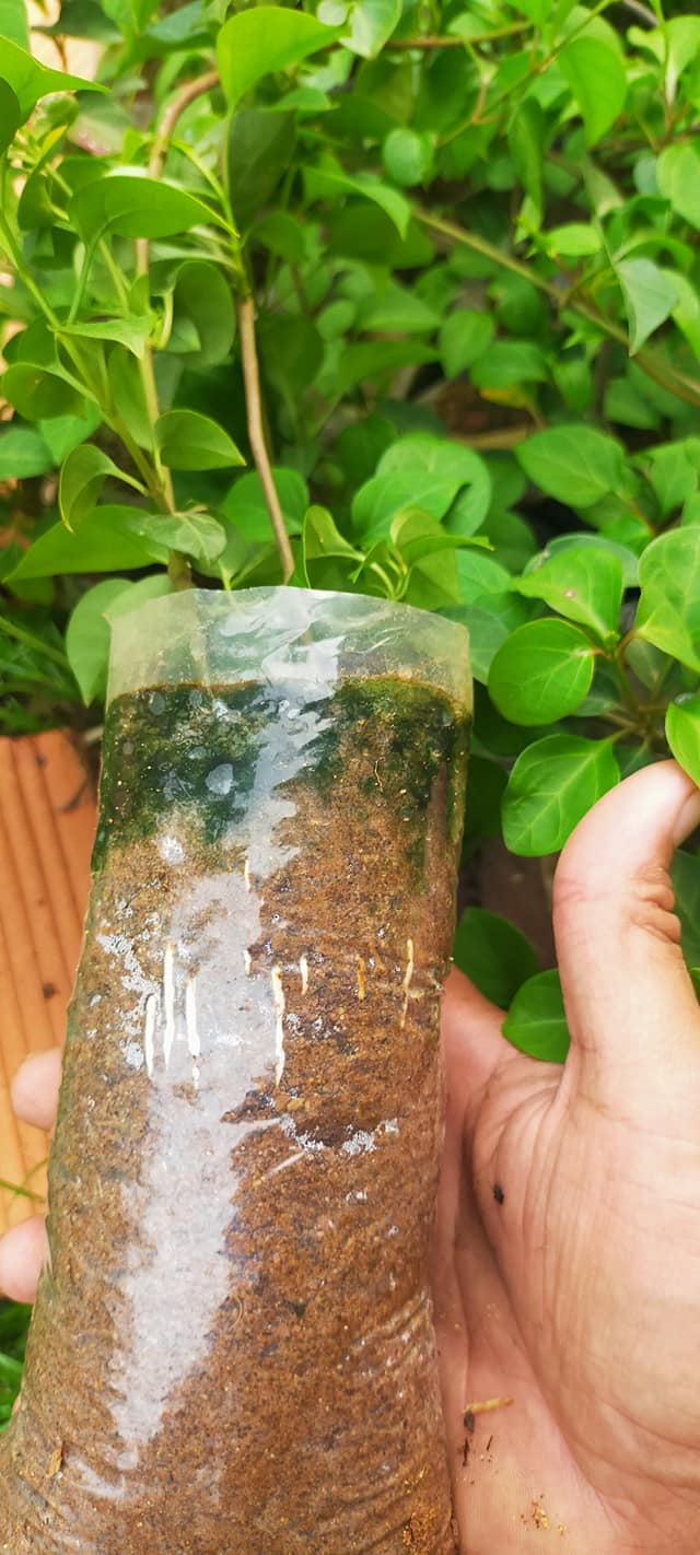 Hạt Giống Cây Lá Giang - Gói 10 hạt