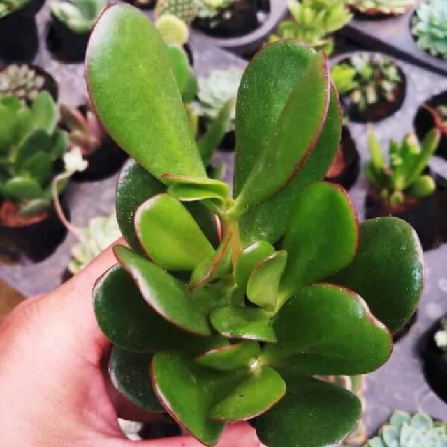 Sen Đá Thạch Bích Cánh Bướm