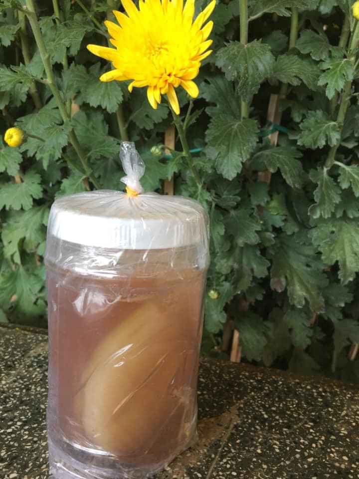 Con men Scoby kèm nước mồi làm trà Kombucha