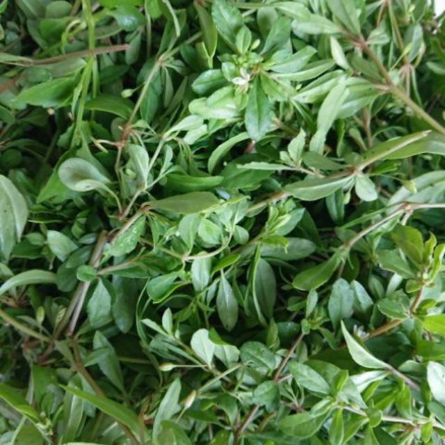 Hạt giống rau đắng đất - (Gói 0.1gram)