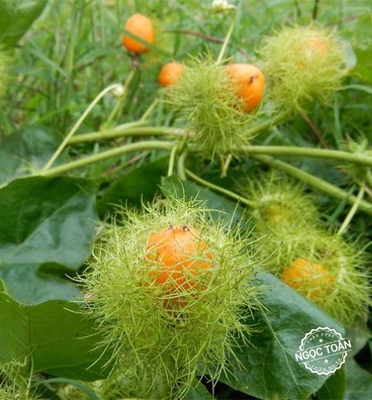 Hạt giống cây nhãn lồng ( lạc tiên hay chùm bao ) - Gói 30 hạt