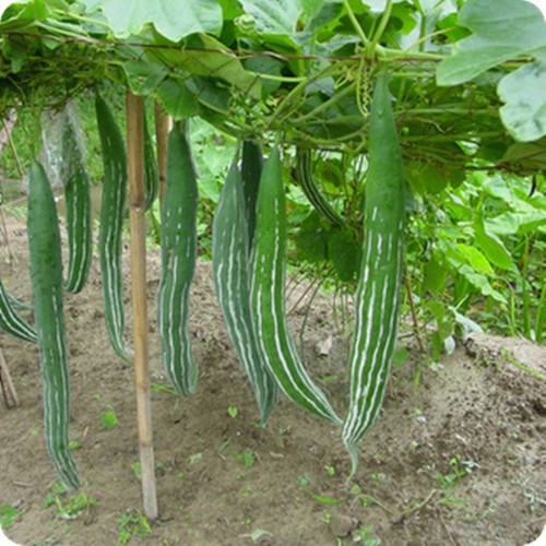 hạt giống Lặc Lày cao sản