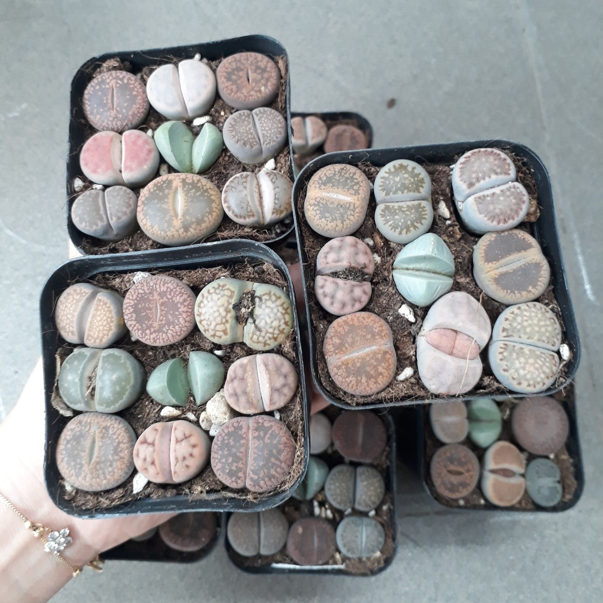 Sen Mông Mix Chậu 9 Cây Màu Siêu Đẹp (Sen Mông/Lithops/Thạch Lan)