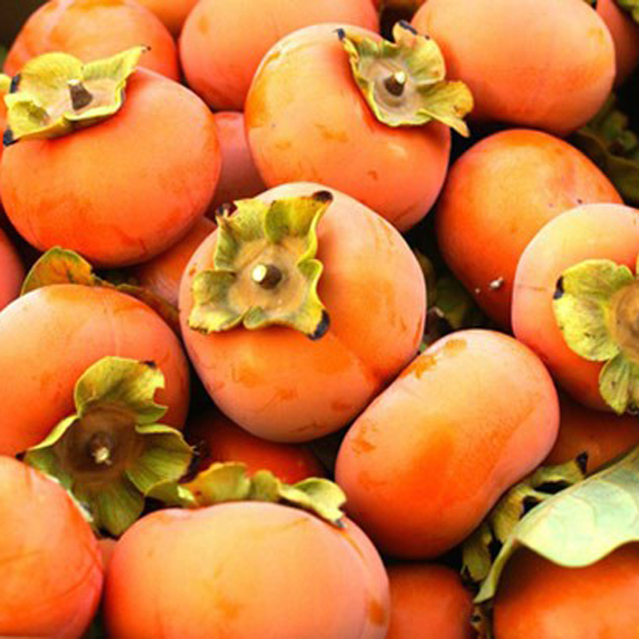 Giống Cây Hồng Giòn Nhật Bản ( 2 cây )