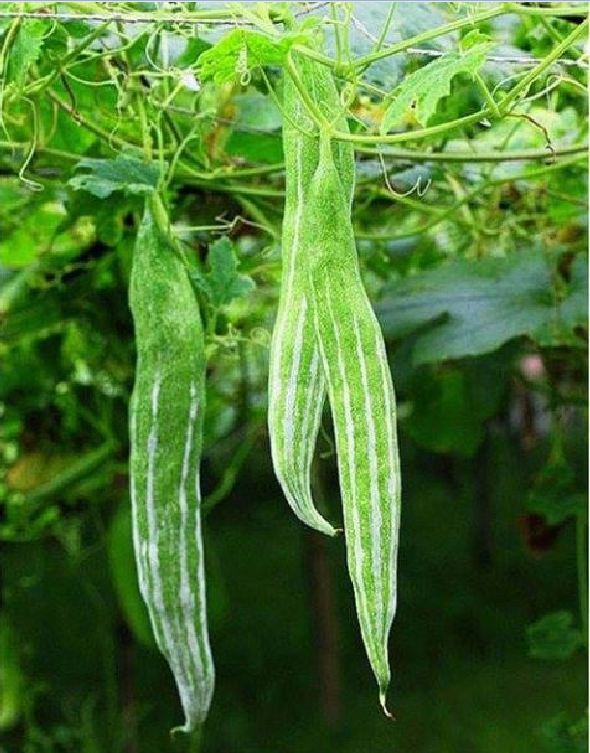 Hạt giống lặc lày - mướp mèo ( gói 10 hạt )