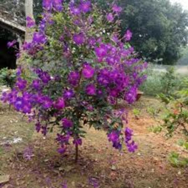 CÂY GIỐNG SIM THÁI, MUA THÁI