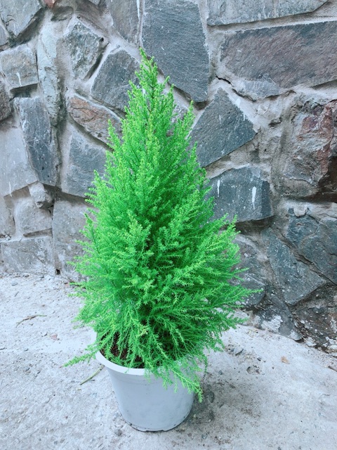 Tùng Thơm Cao 55cm ngang 20cm