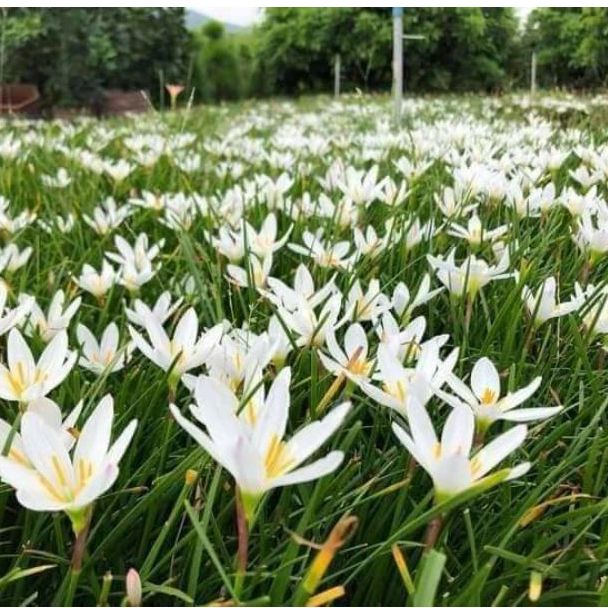 Set 50 củ hoa huệ mưa trắng