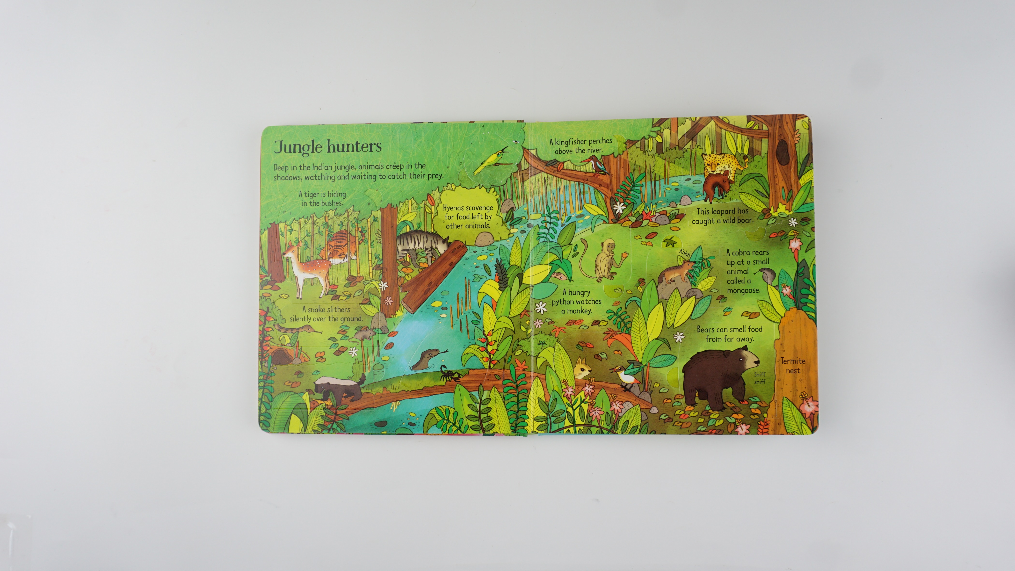 Look Inside the Jungle