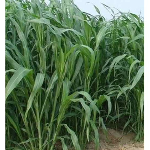 Hạt Giống Cỏ chăn nuôi SUDAN -Gói 100gram(tặng kèm phân bón)