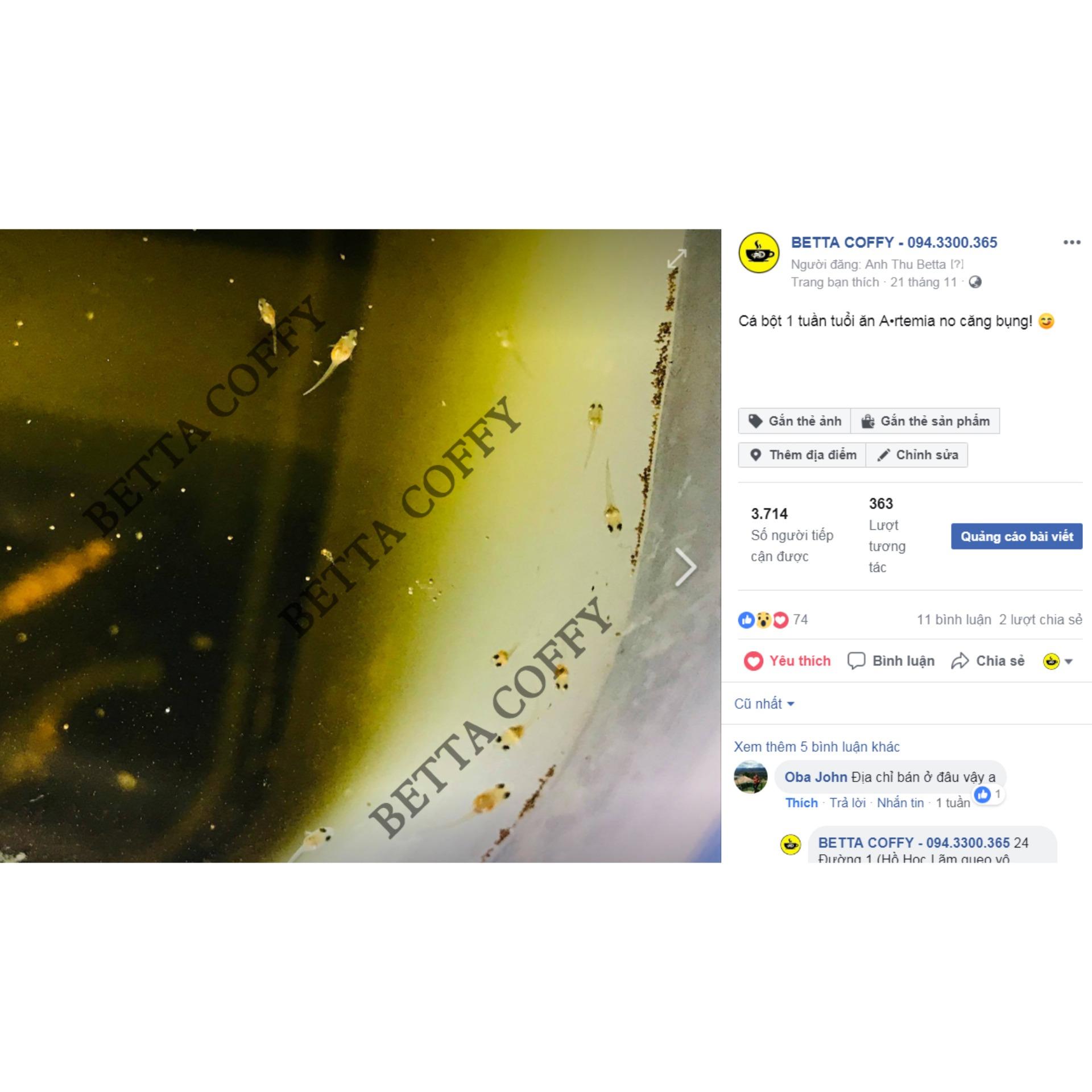Cám Beco 1 - Thức ăn cá con 🐠 BETTA COFFY