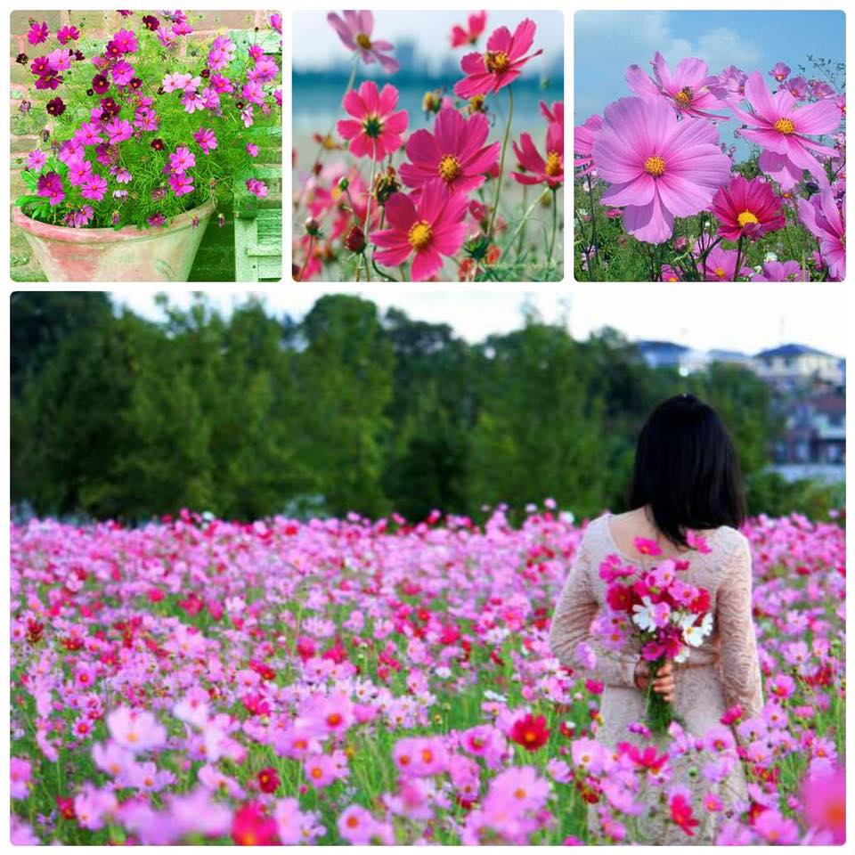 Hạt giống hoa cúc sao nhái mix màu