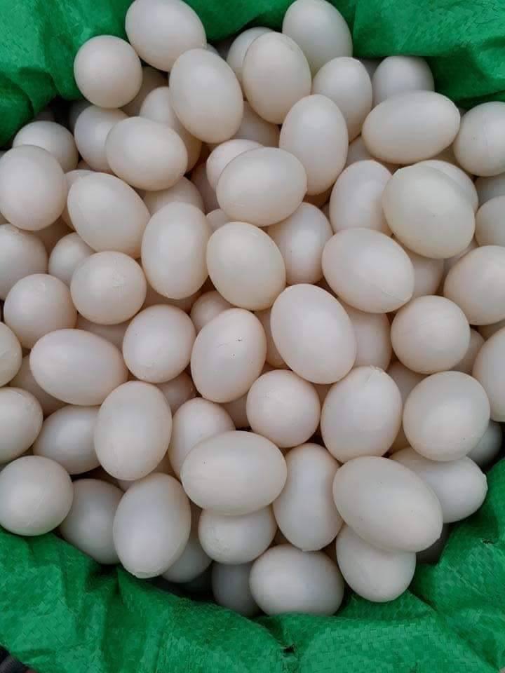 combo 10 quả trứng gà giả cho chim bồ câu