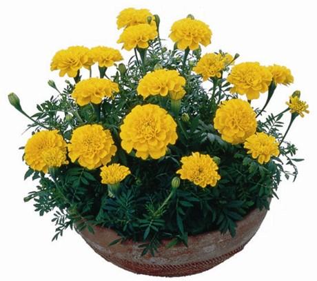 2 gói Hạt giống Hoa Cúc Vạn Thọ Pháp ~100 hạt (tặng gói kích nẩy mầm và hướng dẫn)