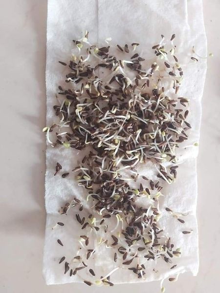 Hạt giống cúc magic ( cúc thúy ) gói 100 hạt