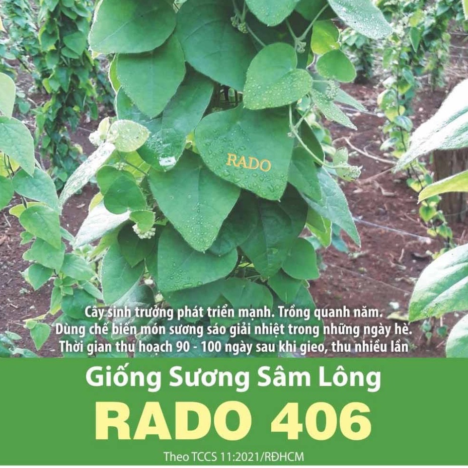 Hạt giống Sương sâm lông Rado 406 (10 hạt) Rạng Đông | VTNN Cần Thơ