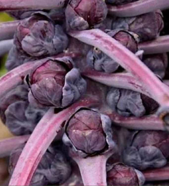 " Gói 50 "Hạt giống bắp cải tím mini ( bắp cải tí hon tím ) [Seeds]