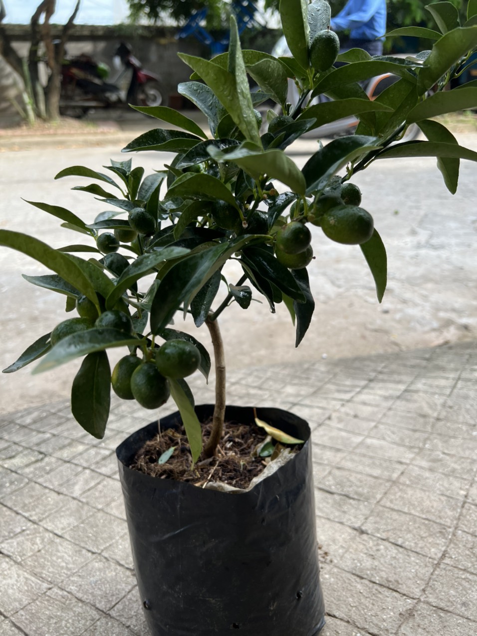 (Cây sẵn Quả ) Cây Quất (Tắc Thái) Lùn Thái Lan Siêu Ngọt , Siêu Trái