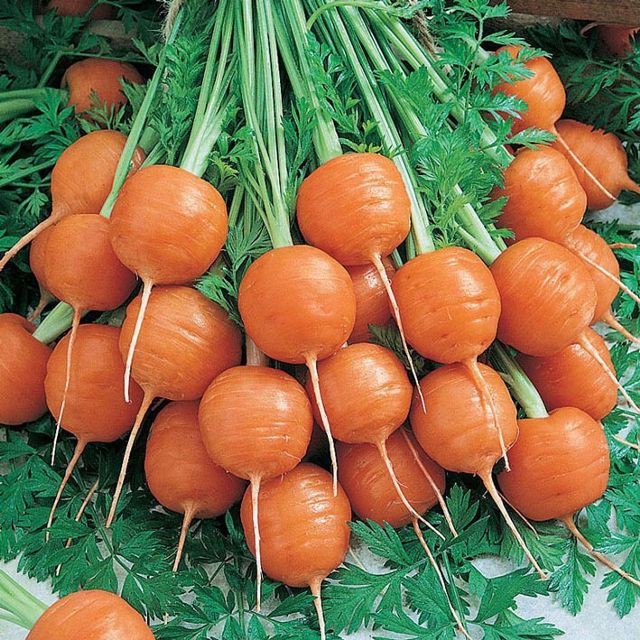 Hạt Giống củ Cà Rốt Tròn đỏ - Gói 50 hạt(tặng kèm phân bón)
