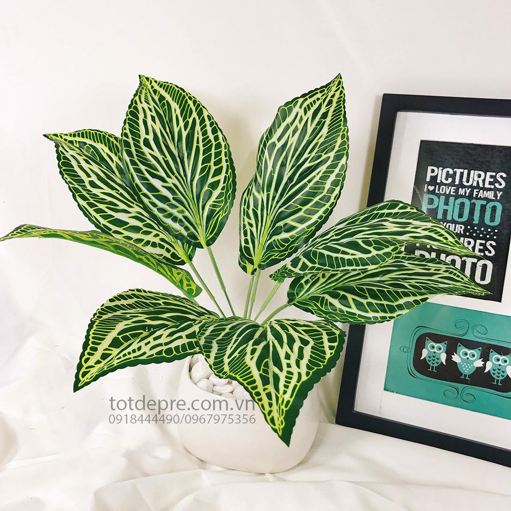 Cây Ngọc Ngân lá sọc - Cây nhụa cao cấp