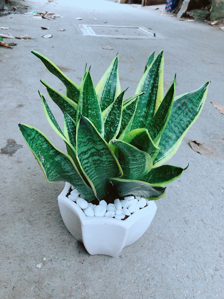[HCM]Chậu Lưỡi Hổ Size Lớn
