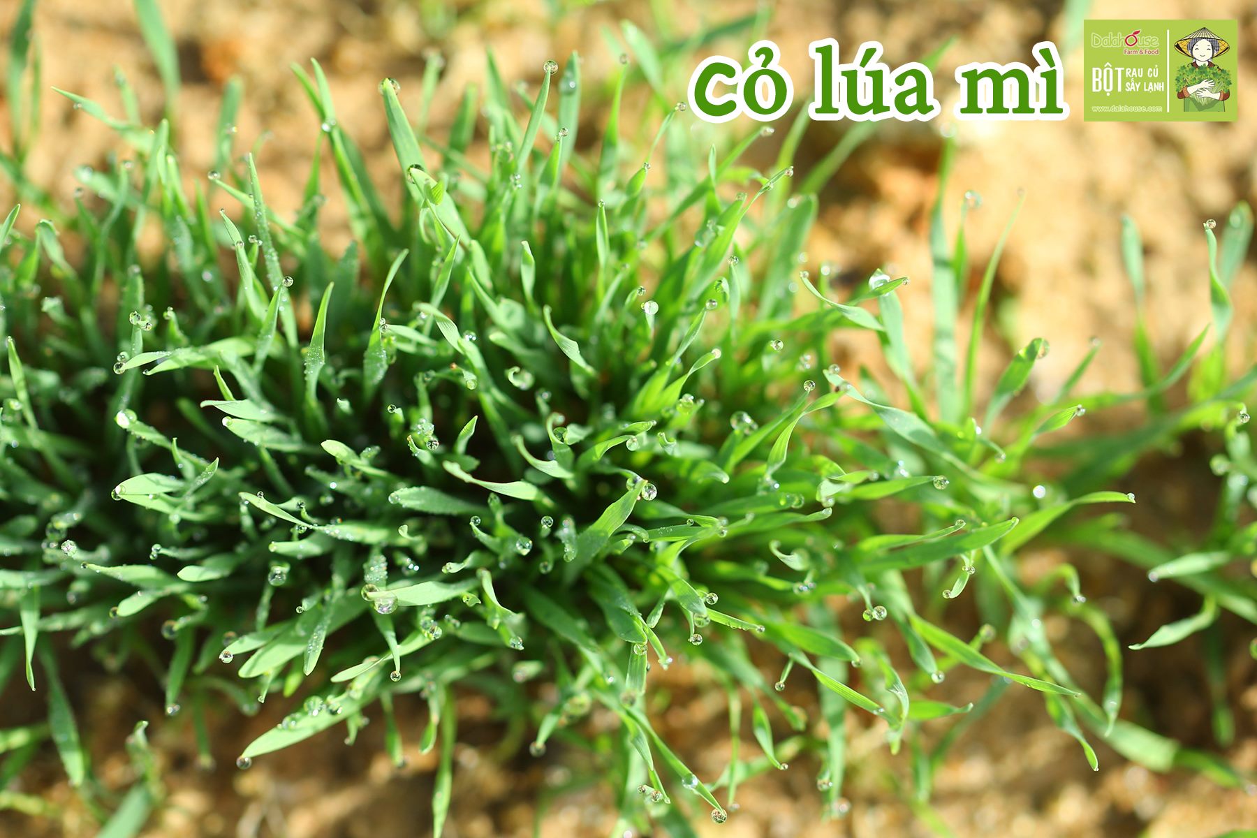 Bột Cỏ Lúa Mì DalaHouse 150 gram ( 100% Natural Wheatgrass Powder)