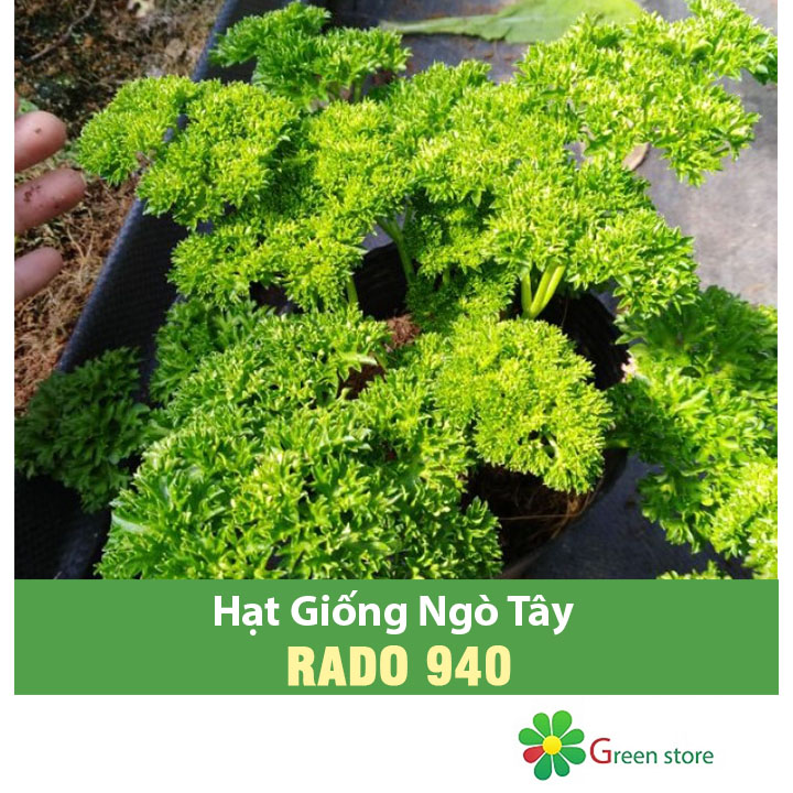 Hạt giống Ngò Tây
