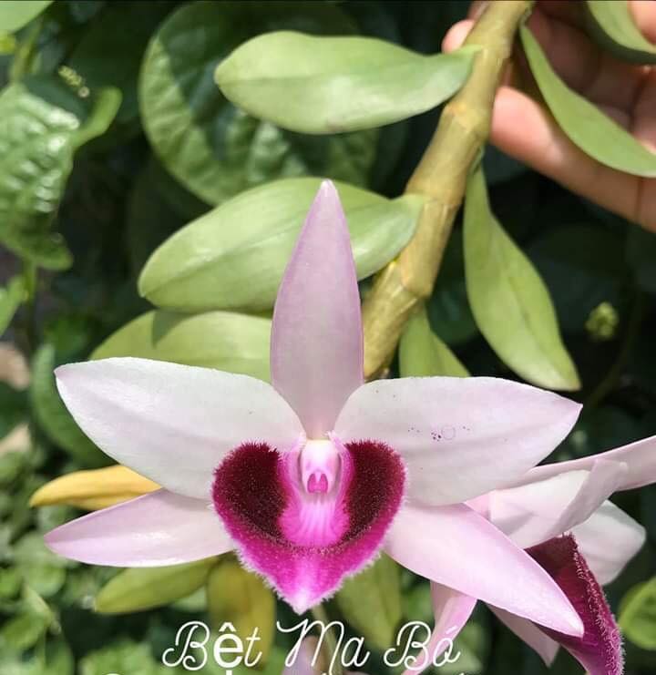 phi điệp bệt ma bó hàng giống