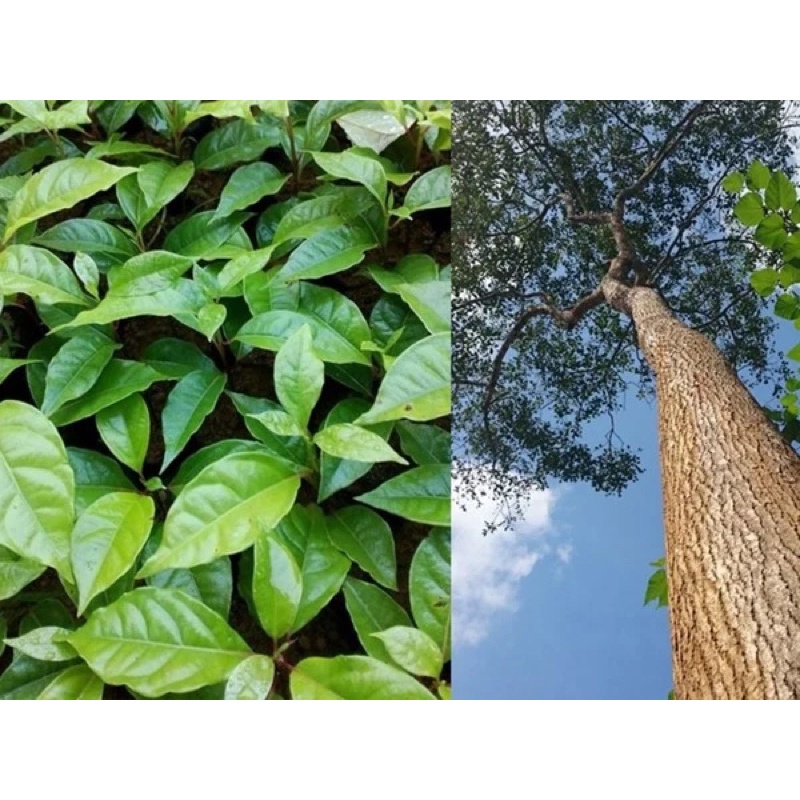 Cây Gù Hương còn gọi là là xá xị. gù hương, xá xị, cây gù hương