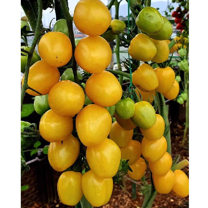 [Hạt giống Mỹ] Gói 5 hạt cà chua trái cây cherry dâu vàng Mỹ