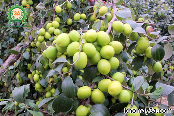 CÂY GIỐNG TÁO ĐẠI