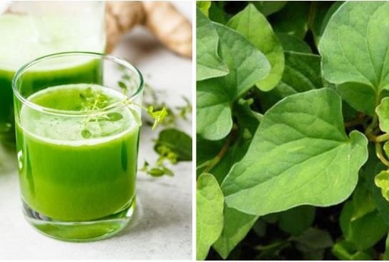 Bột diếp cá sấy lạnh
