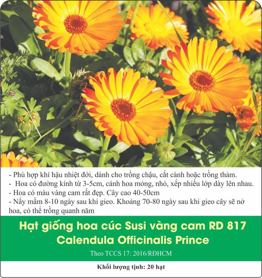Hạt giống hoa cúc susi nhiều màu