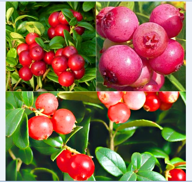 "Gói 30 Hạt " Hạt giống cây ăn trái việt quất đỏ