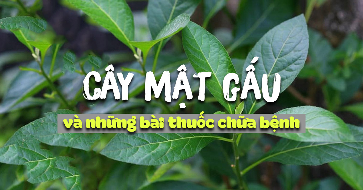 Giống cây mật gấu rất dễ trồng
