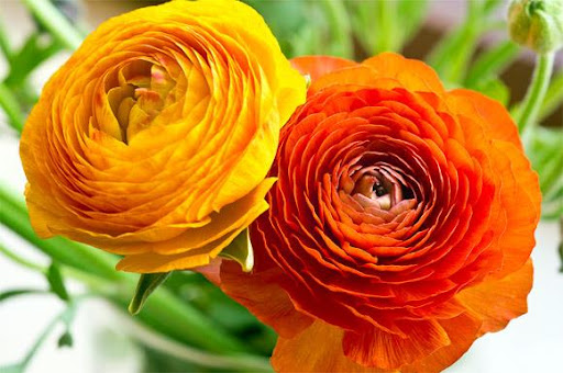 ComBo 10 Củ Hoa Mao Lương Mix 9 Màu Cực Đẹp