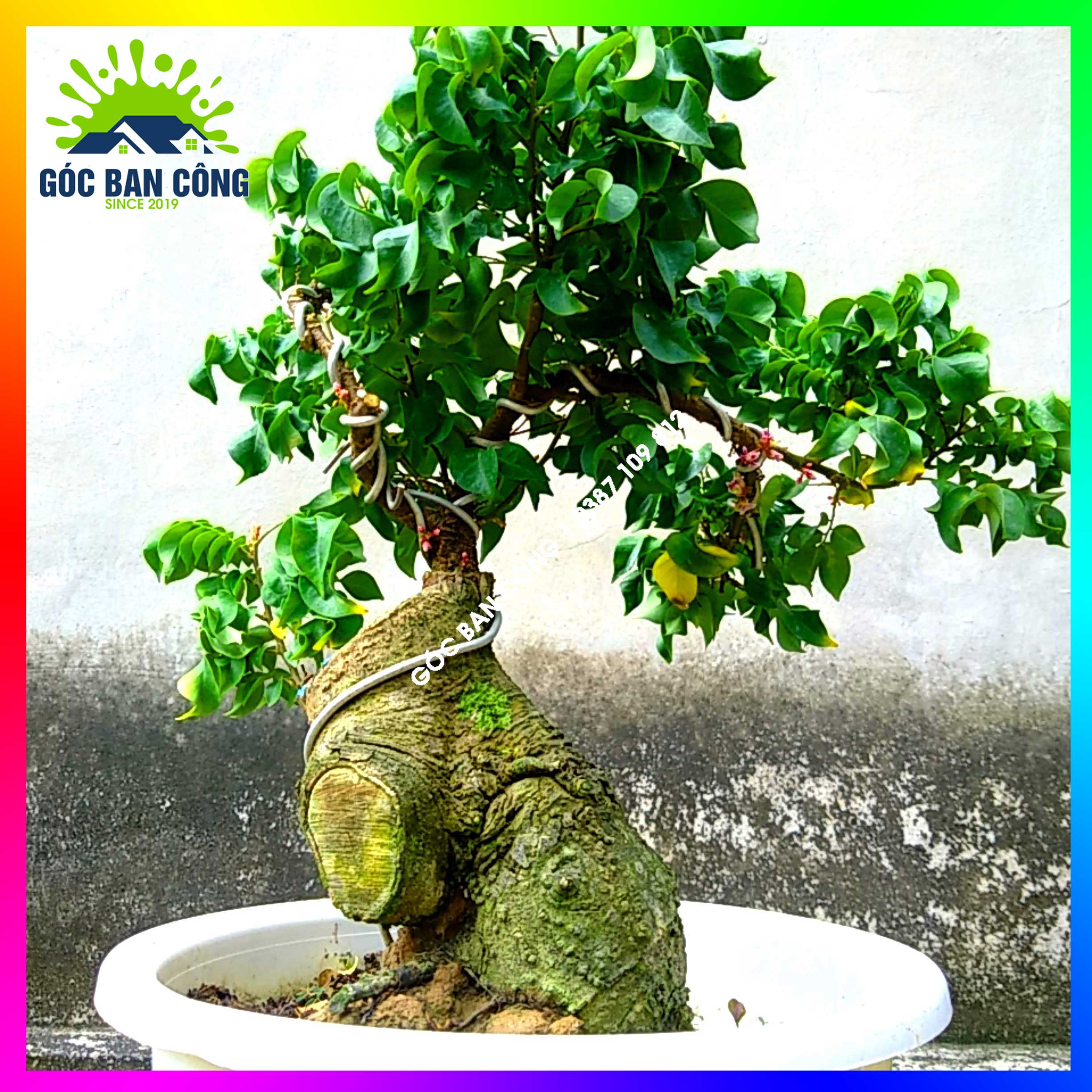 Cây Khế Bonsai Mini Gốc Quái - KBS09