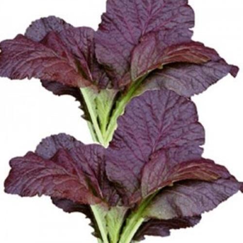 Set 2 Túi Hạt Giống Rau Cải Canh Đỏ F1. Mỗi Túi 20 Gram