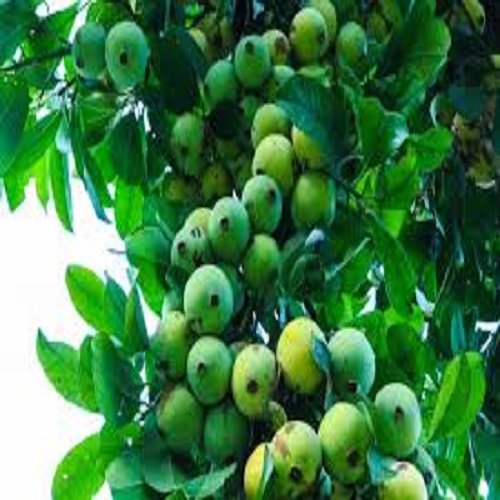 CÂY QUẢ DỌC NẤU CANH CHUA